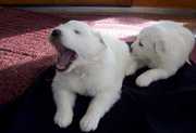 Great Pyrenees Puppies All White.