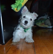 West Highland White Terrier pups for sale.