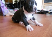 American Pit Bull Terrier Puppies For Sale.