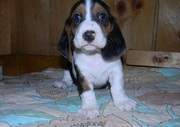 Basset Hound Puppies For Sale.