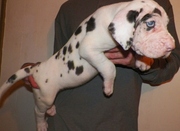 Great Dane Puppies For Sale.