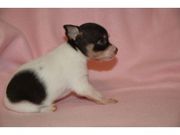 KC Chihuahua Puppies 