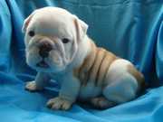 Gorgeous & Adorable Wrinkly English bulldog puppies for sale.