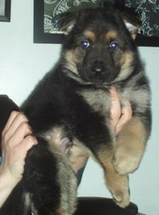 german shepherd pup for sale