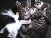 manx kittens for sale